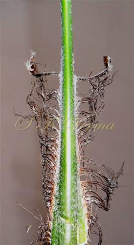  Leaf base with fibrous sheath